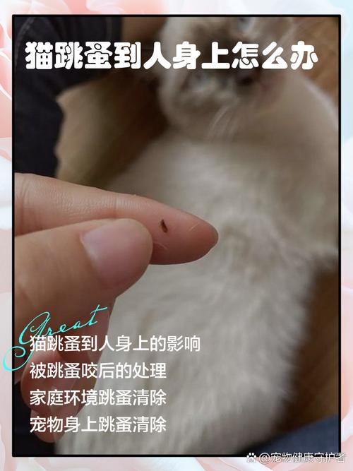 猫身上的跳蚤会传染给人吗