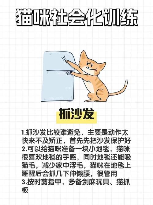 猫咪在家经常抓沙发,主人该怎么办呢?