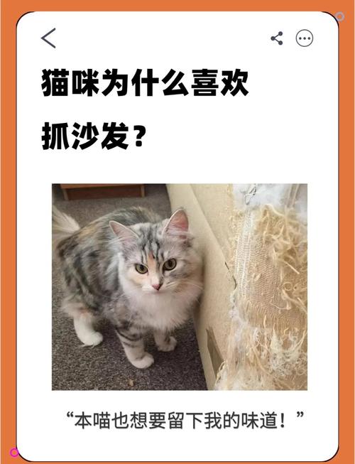 怎么样防止猫抓沙发?