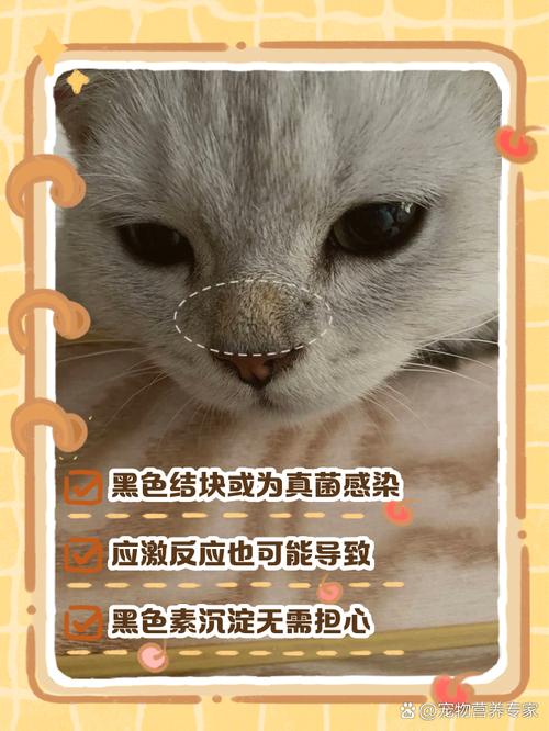 猫咪鼻子上有黑痂