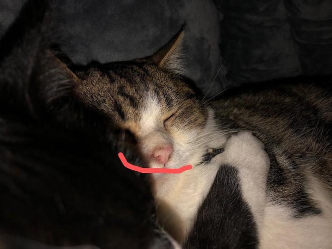 猫咪鼻子有黑色结痂是什么情况?