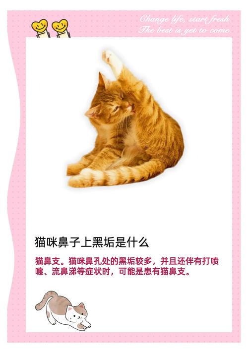 中华田园猫鼻孔有黑垢是怎么回事?