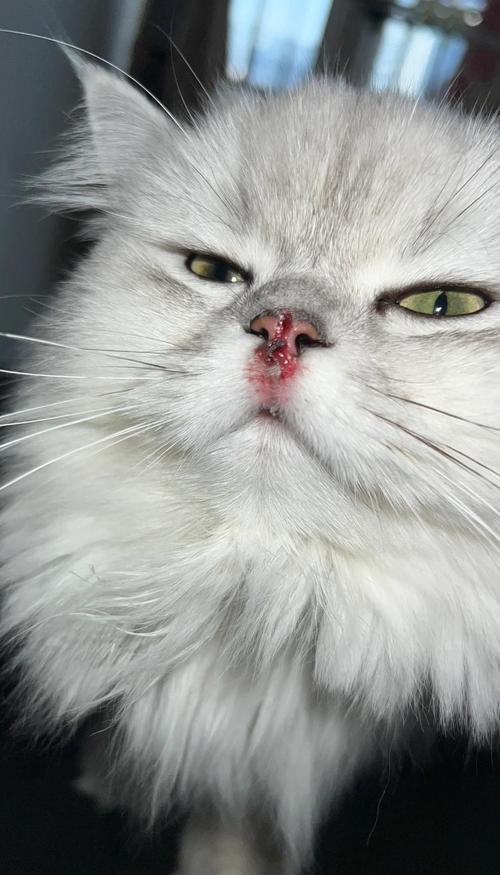 麒麟猫鼻子上的黑色结痂该怎么去除?