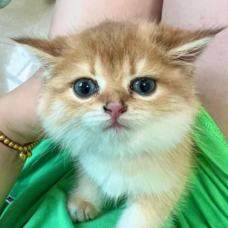 拉格多尔猫鼻孔有黑垢是怎么回事?