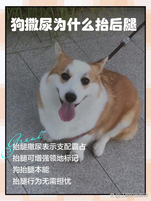 什么时候狗狗才会抬着腿尿尿?