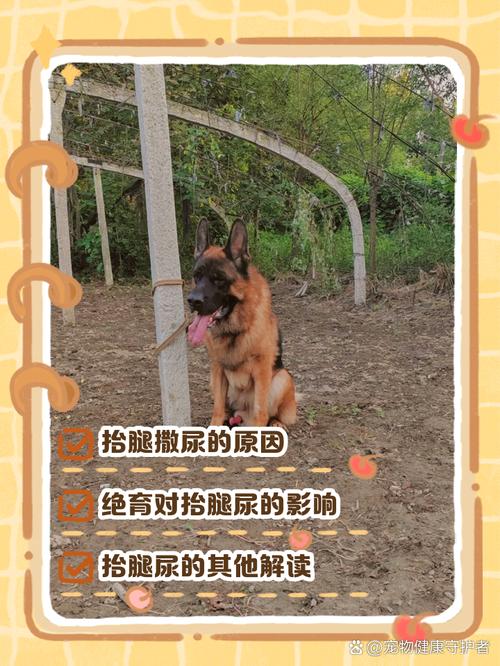 狗狗撒尿为什么要抬起后腿