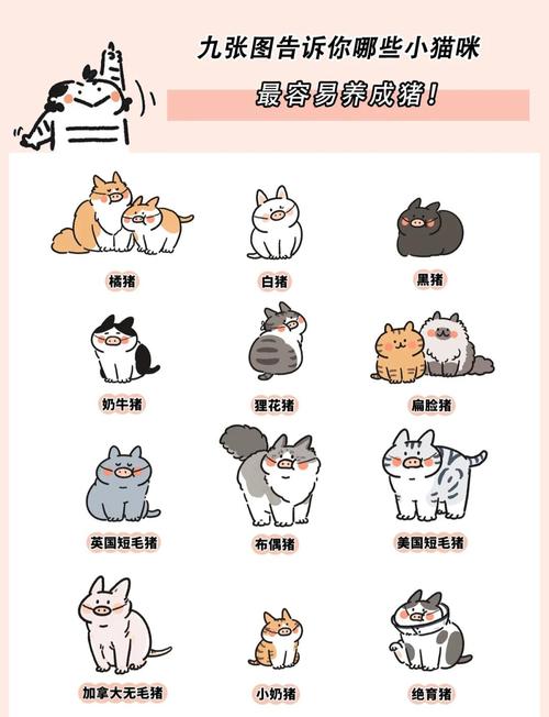 怎么能让猫咪变胖
