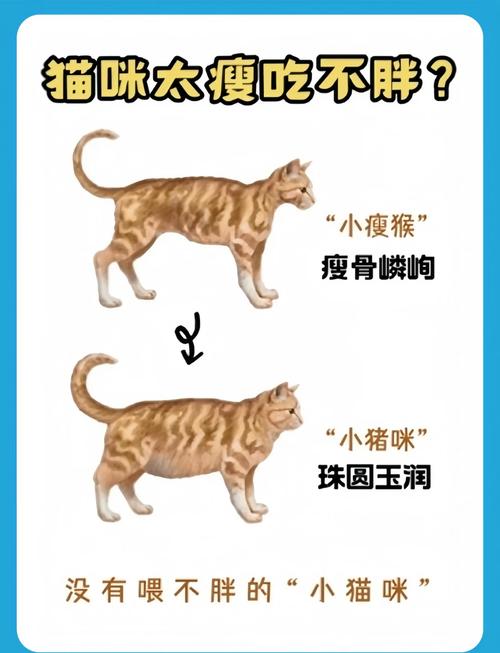 如何给猫咪增肥?
