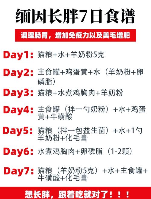 猫咪太瘦怎么让它增肥?