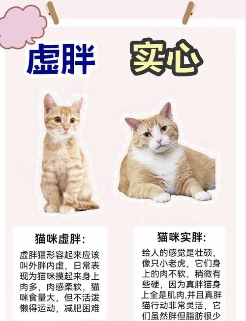 小猫咪想增肥该吃什么?