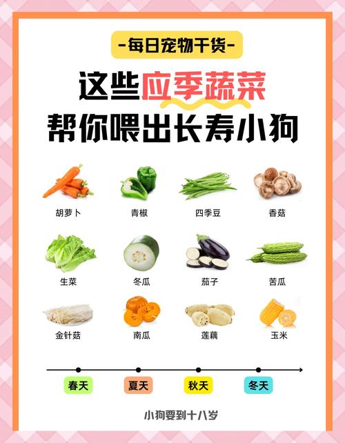 泰迪狗狗吃什么蔬菜