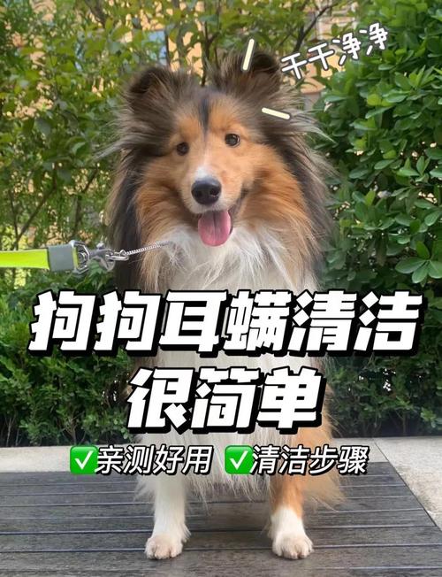 在家如何给狗狗清洁耳螨