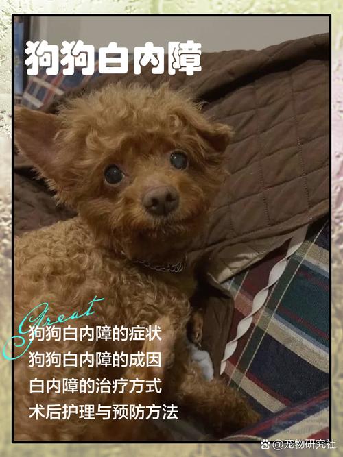 狗狗白内障多久失明?