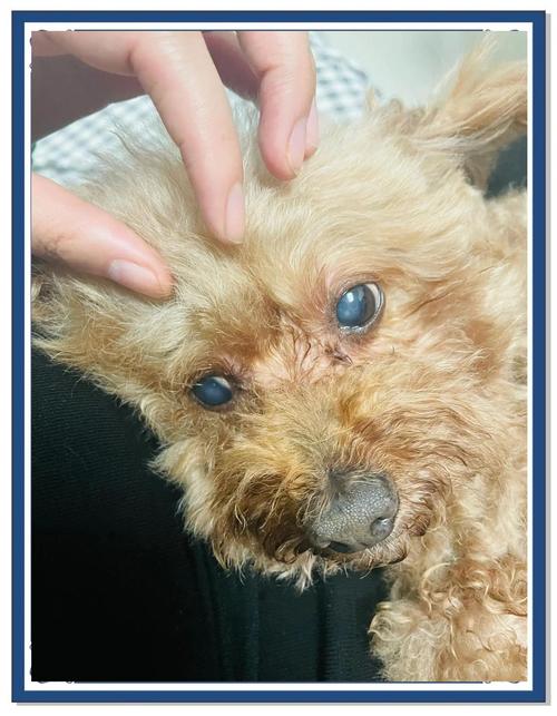 老龄犬得白内障后多久会失明?有成熟的保守治疗的方案吗?