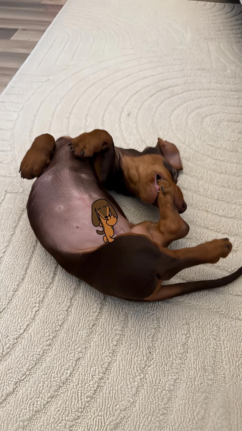 小狗长到几个月就不再长了