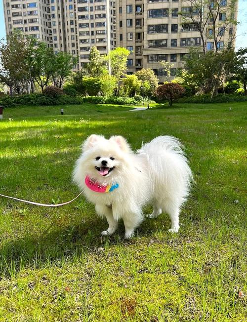 泰迪犬几个月就不长了