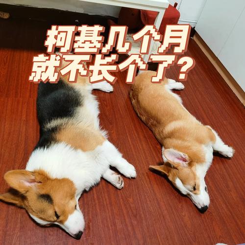 狗长多长时间就不长了