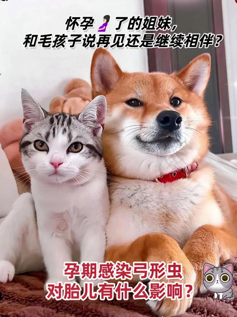 检查猫咪有没有感染弓形虫需要多久