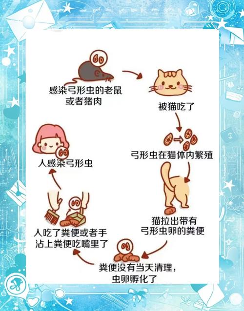 猫咪的弓形虫的表现