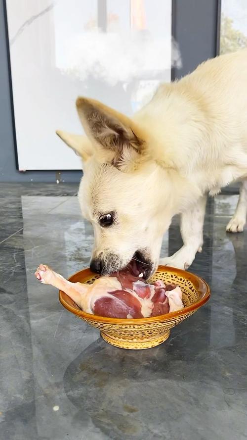 狗狗吃肉多了会怎么样