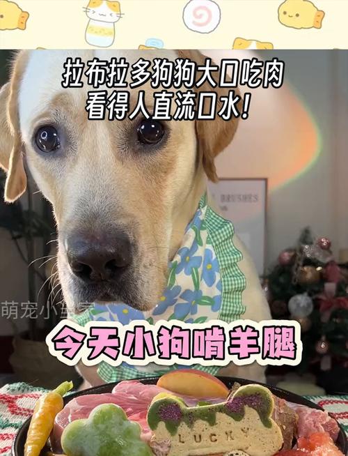 狗狗经常吃肉好吗