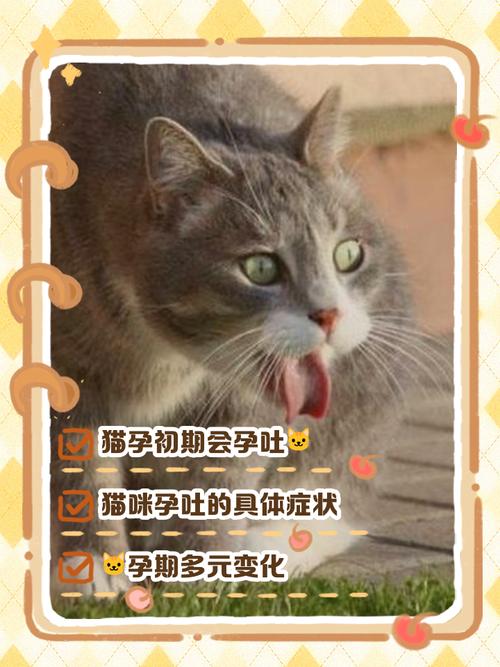 猫咪有孕吐吗?