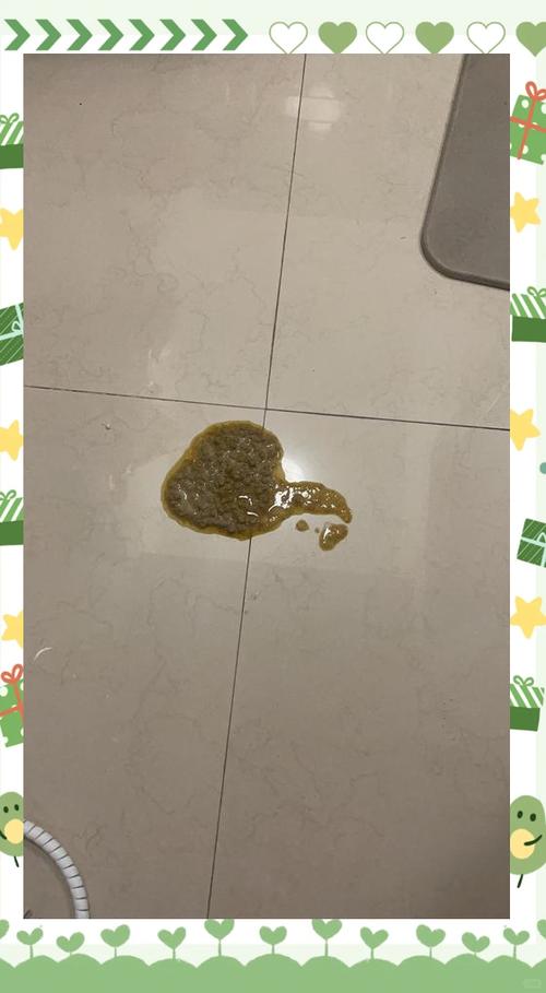 怀孕猫咪吐黄水怎么回事