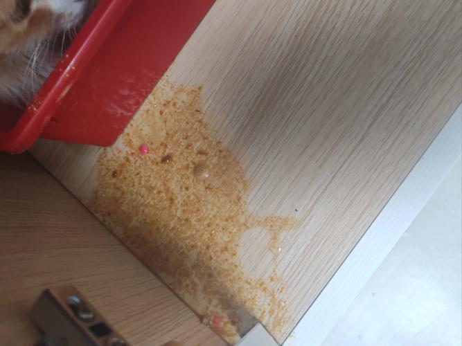 猫咪孕吐是什么样子