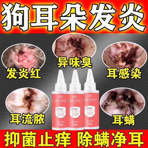 狗耳朵流脓最怕三个药