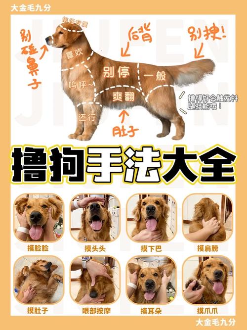 怎么样摸狗狗才能使它舒服