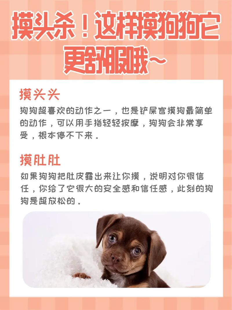 狗狗喜欢被怎么摸