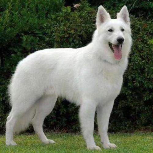 纯白色的狗狗都有哪些