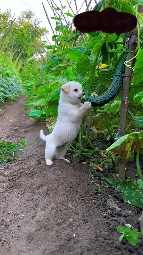 狗吃黄瓜的危害