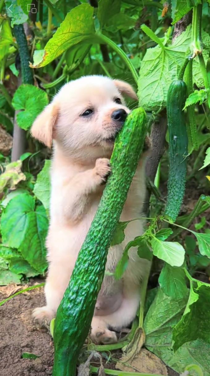 狗狗能吃黄瓜吗生的