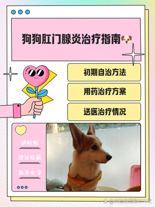 我家狗狗肛门旁边破了个小洞,怎么办?