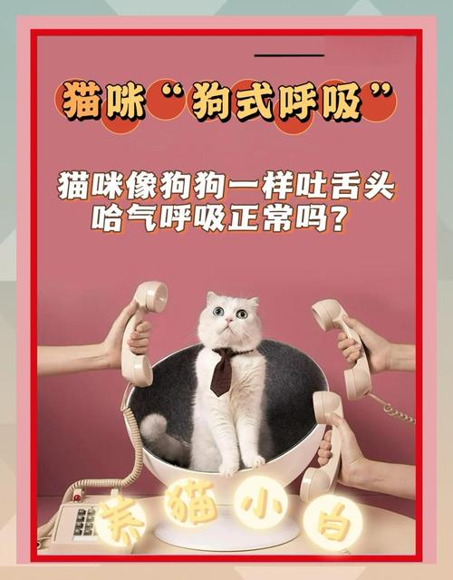 猫咪热的时候吐舌头呼吸急促怎么办