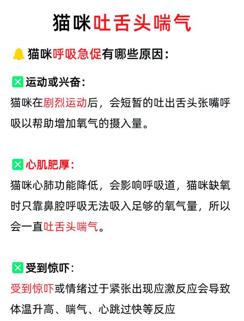 坐车猫吐舌头急促呼吸