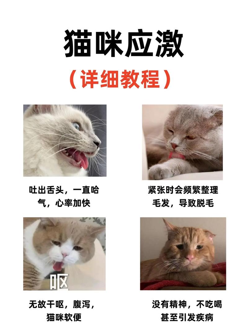 猫应激呼吸急促吐舌头怎么办