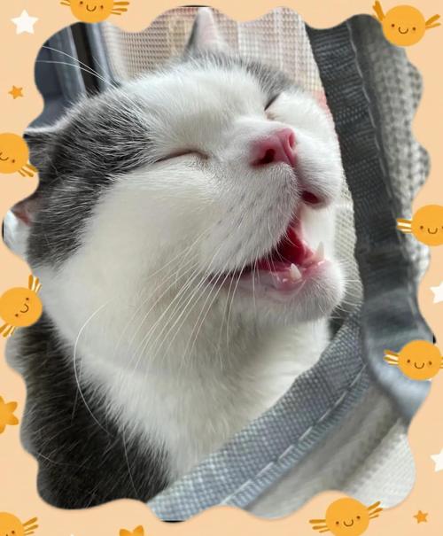 猫咪坐车张嘴哈气吐舌头