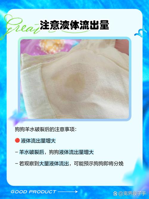 狗狗的羊水是什么颜色的?