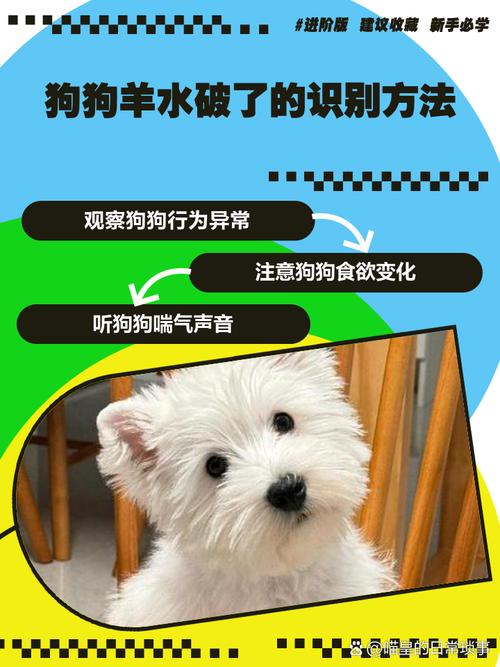 狗的羊水是什么颜色?