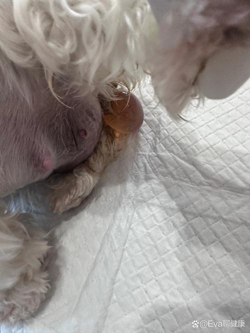 狗怀孕洋水破了什么颜色