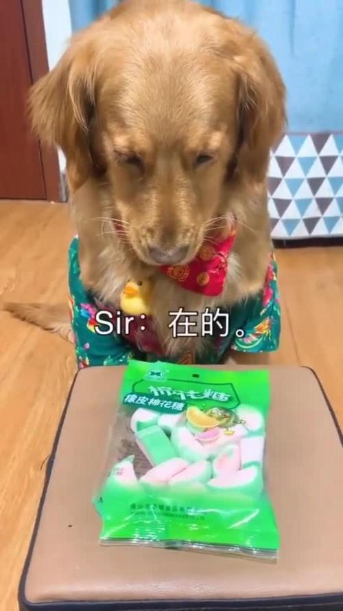 狗能吃棉花糖吗