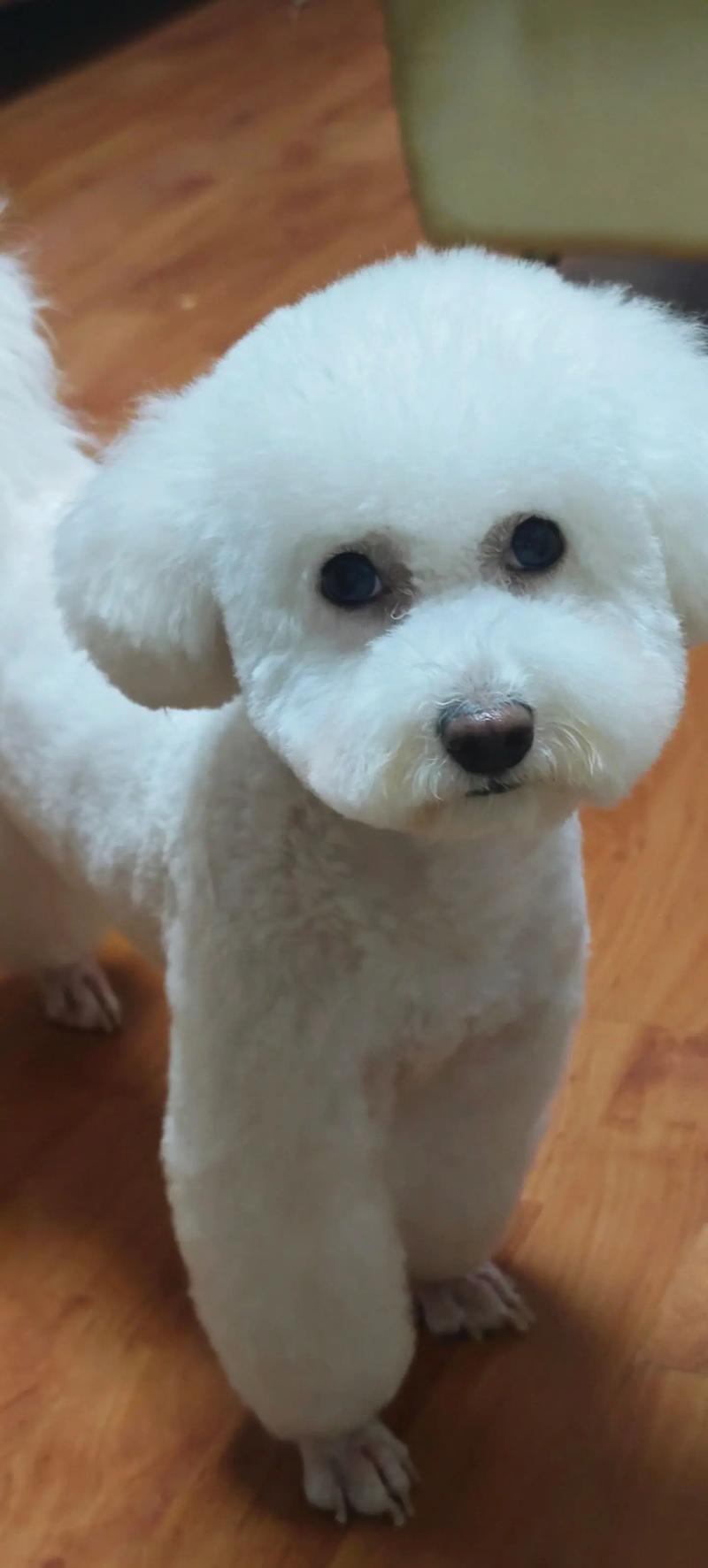 狗狗吃棉花糖会死吗为什么