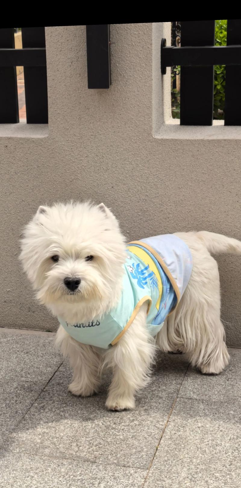 狗狗食用过多的棉花糖会有什么后果?