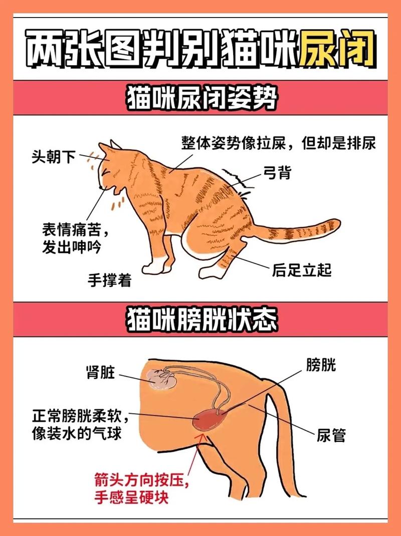 怎么判断猫是否尿闭