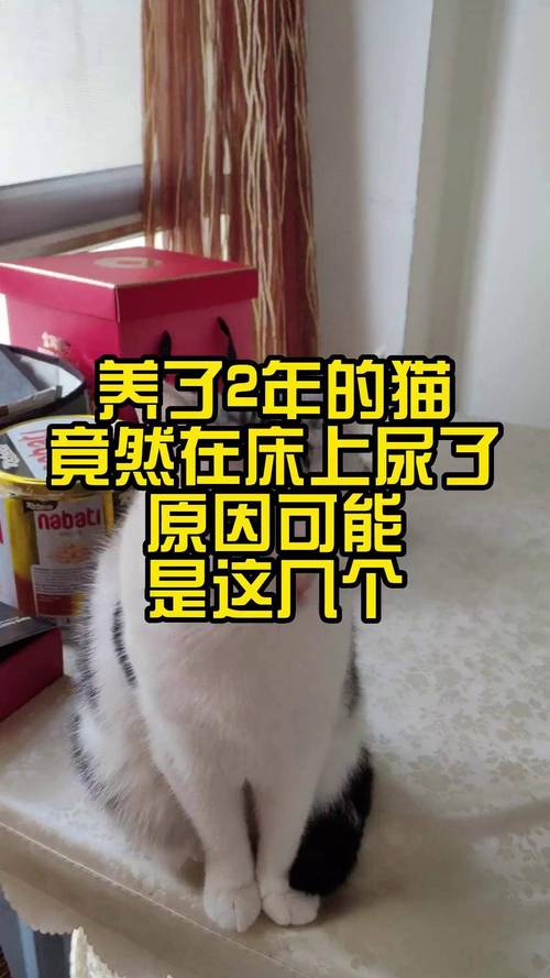 猫咪24小时尿几次正常
