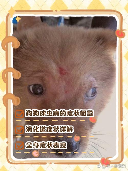 狗狗球虫的征兆
