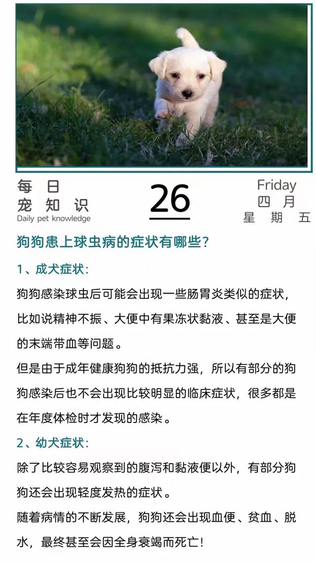 狗得了球虫的6个征兆