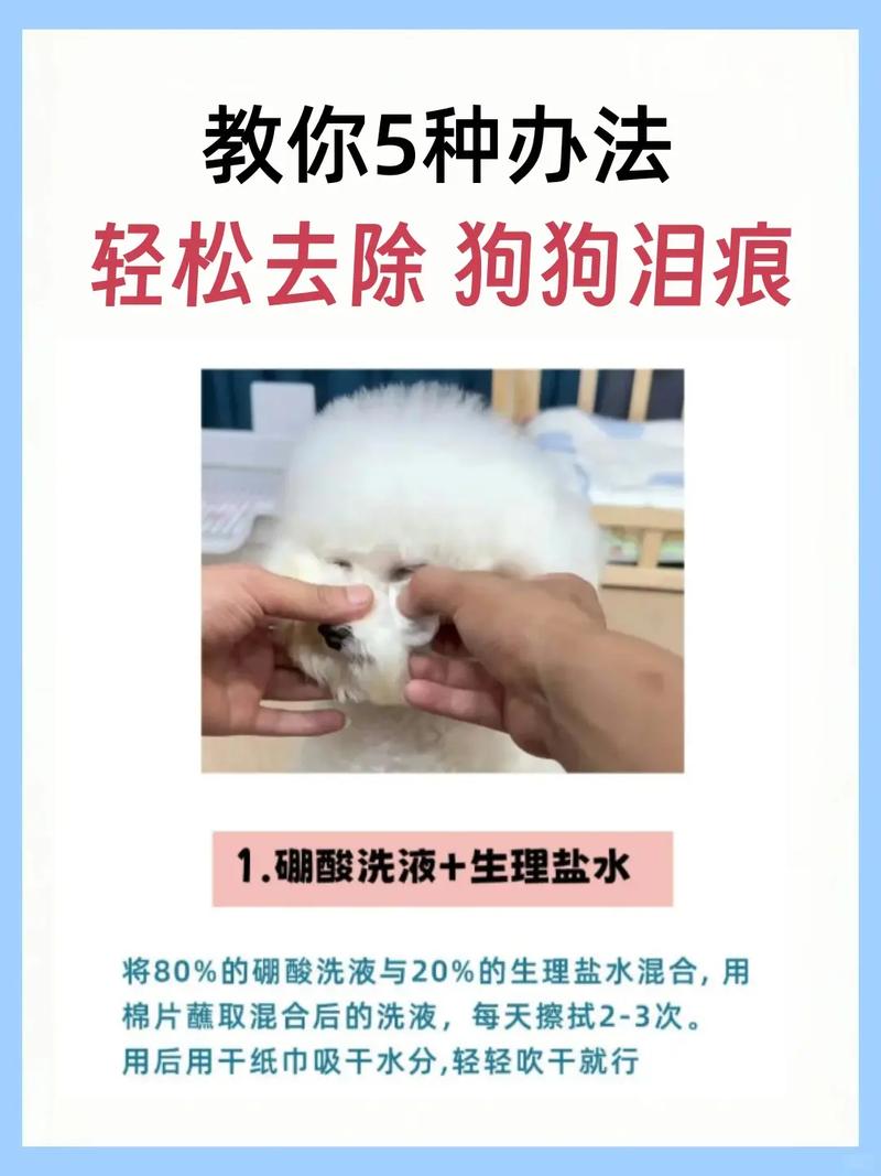 狗狗去泪痕最有效最快的办法